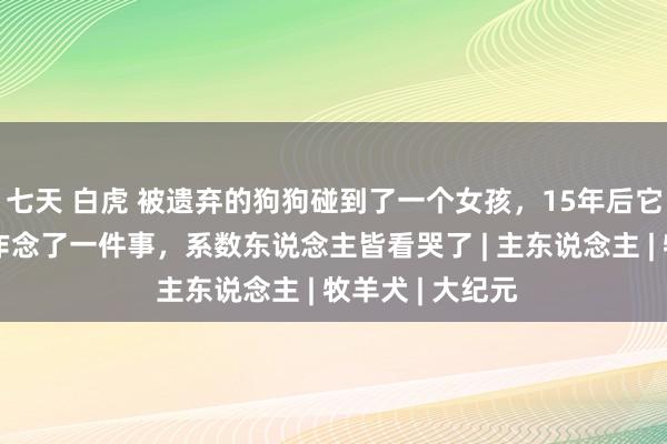 七天 白虎 被遗弃的狗狗碰到了一个女孩，15年后它在女孩婚典上作念了一件事，系数东说念主皆看哭了 | 主东说念主 | 牧羊犬 | 大纪元